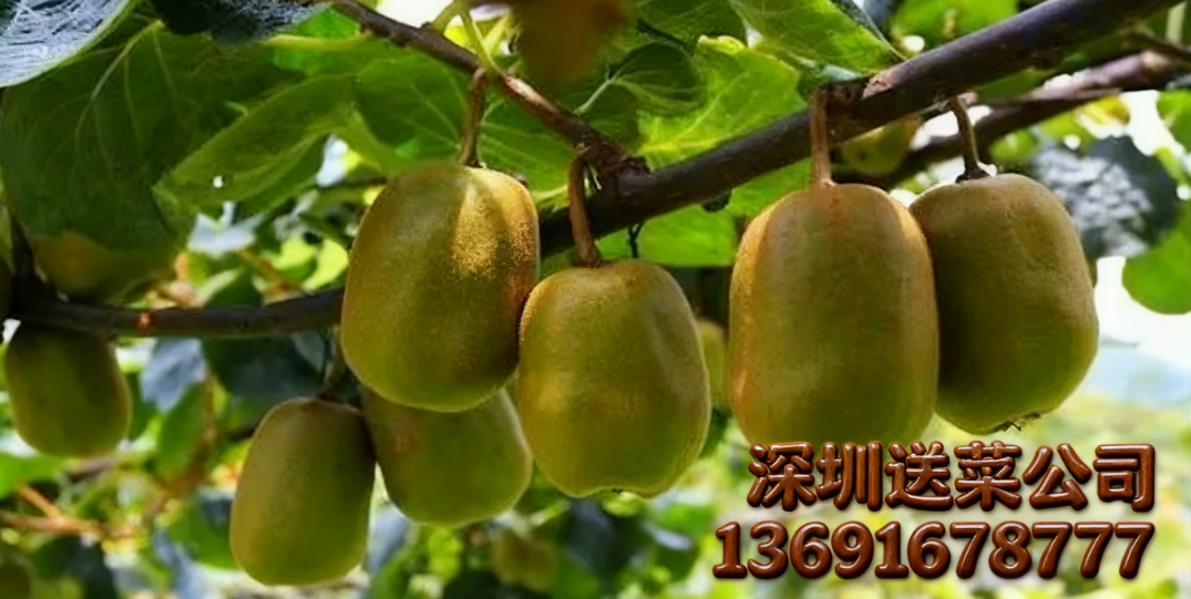 廣州送菜公司為您講解:神奇的獼猴桃